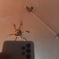 خانم آشنا به نرم افزار کورل یا فتوشاپ