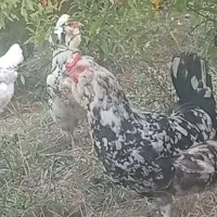 مرغ جوجه گلین|حیوانات مزرعه|کردکوی, |دیوار