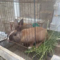 خرگوش فروشی
