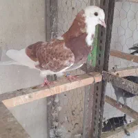کبوتر توضیحات رابخوانید