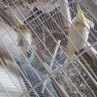 عروس هلندی مولد دوجفت|پرنده|پاکدشت, پاکدشت (مامازند)|دیوار