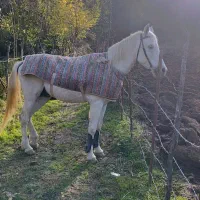 فروش نریان دوخون