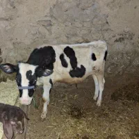 گوساله نر|حیوانات مزرعه|دهگلان, |دیوار