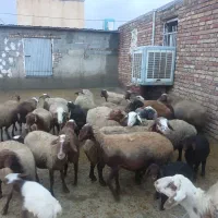 20 عدد میش و 10 عدد بره|حیوانات مزرعه|صحنه, |دیوار