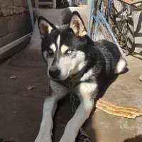 سگ هاسکی نر چشم یخی