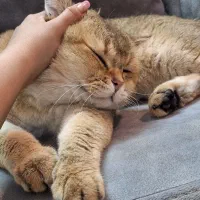 گربه بریتیش