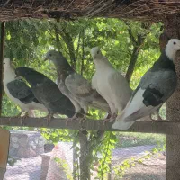 کبوتر پرشی