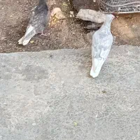 جوجه کبوتر دمسفید
