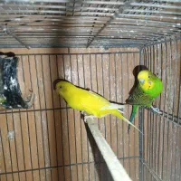 مرغ عشق عروس هلندی فنچ کبوتر|پرنده|مشهد, چاهشک|دیوار