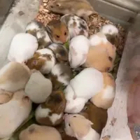 همستر ب صورت کلی