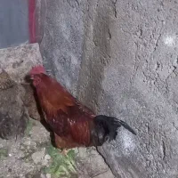 خروس محلی جوان