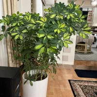 گل وگلدون سالم شفلرا و فیکوس