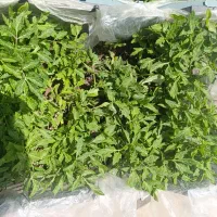 شیتیل(نشاء)گوجه بومی بارده