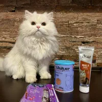 جفت گیری گربه