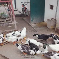 اردک|پرنده|نوشهر, |دیوار