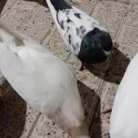 4عدد کبوتر