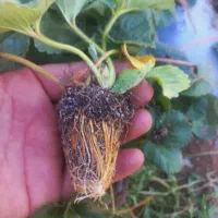 فروش انواع رقم های نهال توت فرنگی ارسال به همه جا|گل و گیاه طبیعی|رستم, |دیوار