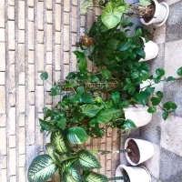 گل پتوس ، دیفن گندمی و ...