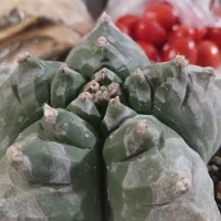 کاکتوس کیکو|گل و گیاه طبیعی|قم, پردیسان|دیوار