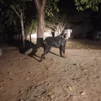 رودفایلر۱۸ماهه|سگ|انگوت, |دیوار