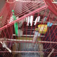 11عدد فنج زبرا جفتی 300 خداوکیلی الکی زنگ نزن|پرنده|شوش, |دیوار