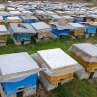 زنبور عسل کارنیکا