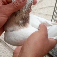 طوقی هفت رنگ