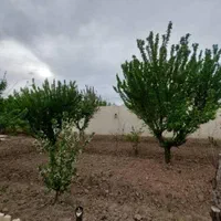 باغ ویلا قدیمی۵۰۰متری شهریار دهشادنازی آباد|فروش خانه و ویلا|شهریار, دهشاد بالا|دیوار