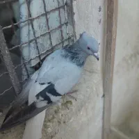 کبوتر جفت پررشی|پرنده|مشهد, نیروی هوایی|دیوار