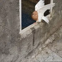 جونه نرکله زردفروشی