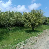 ویلا باغ ۳۵۰ متری/ در دل بهشت