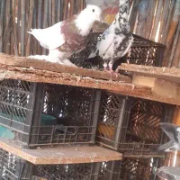 فروش کبوتر|پرنده|بندر ماهشهر, |دیوار