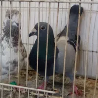 3تا حیون پرشی