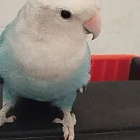 طوطی برزیلی نر 8ماهه