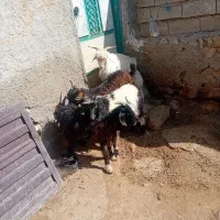 ۴عددچپیش نر وزن روی هم ۲۲کیلو|حیوانات مزرعه|اردبیل, |دیوار