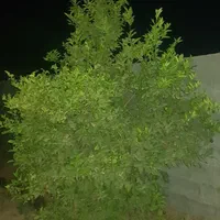 باغچه جاده سد دز