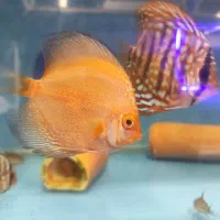 دیسکس حدود سه و سه نیم اینچ|ماهی|مشهد, فاطمیه|دیوار