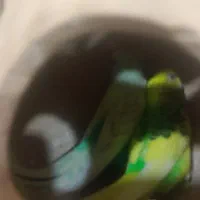 فروش یک جفت مرغ عشق در حال لانه گرم کردن هستند