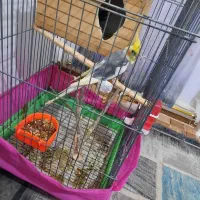 عروس هلندی نر