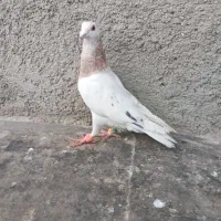 چند عدد کفتر صید|پرنده|شیروان (خراسان), |دیوار