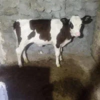 گاو گوساله