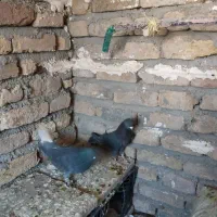 کبوتر|پرنده|گیان, |دیوار