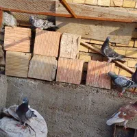 کبوتر|پرنده|آزادشهر, |دیوار