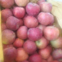 پیاز طوری|خوردنی و آشامیدنی|قم, کلهری|دیوار