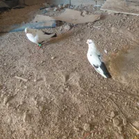 ۵ عدد دم سیاه درشت وهیکل ..شرط دوری