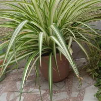 گل و گیاه آپارتمانی|گل و گیاه طبیعی|لاهیجان, کوی آزادگان|دیوار