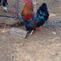 خروس سالم سلامت