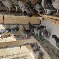پلاکی
