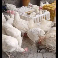 مرغ مادر تخم گذار