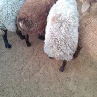 گوسفند بره نر چاق گوشت خالص  میش ندارم